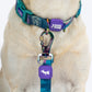 Dash_Dog_Wild_Ridge_Waterproof_Dog_Collar_Leash_Set_-_Green_05