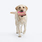 HUFT Slice Of Life Plush Toy For Dog - Multicolor
