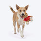 HUFT Barkday Bear Plush Toy For Dog - Multicolor