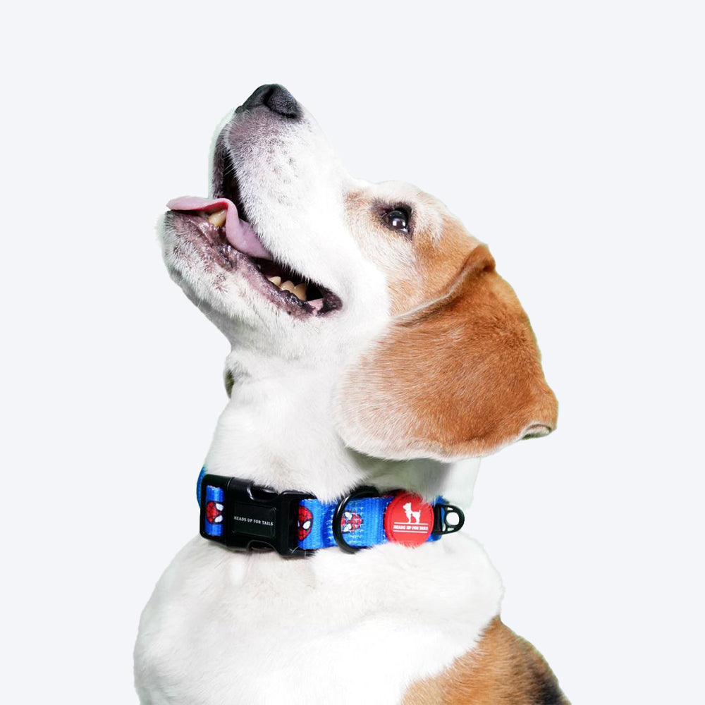 HUFT XÂ©Marvel Spider-Man Dog Collar - Sky Blue - Heads Up For Tails