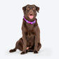 HUFT Hive Harmony Waterproof Collar and Leash Set For Dog - Purple - Heads Up For Tails