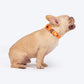 HUFT Xplorers Collar For Dog - Orange_03