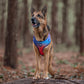 Dash Dog Flow Easy Walk Harness - Violet & Red - Heads Up For Tails