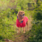 HUFT Magical Mist Raincoats For Dog & Cat - Coral - Heads Up For Tails