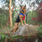 Dash Dog Flow Easy Walk Harness - Violet & Red - Heads Up For Tails