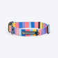 HUFT Spectrum Stripes Collar For Dog - Multicolor - Heads Up For Tails