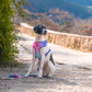 Dash Dog Flow Easy Walk Harness - Pink & Aqua Blue - Heads Up For Tails
