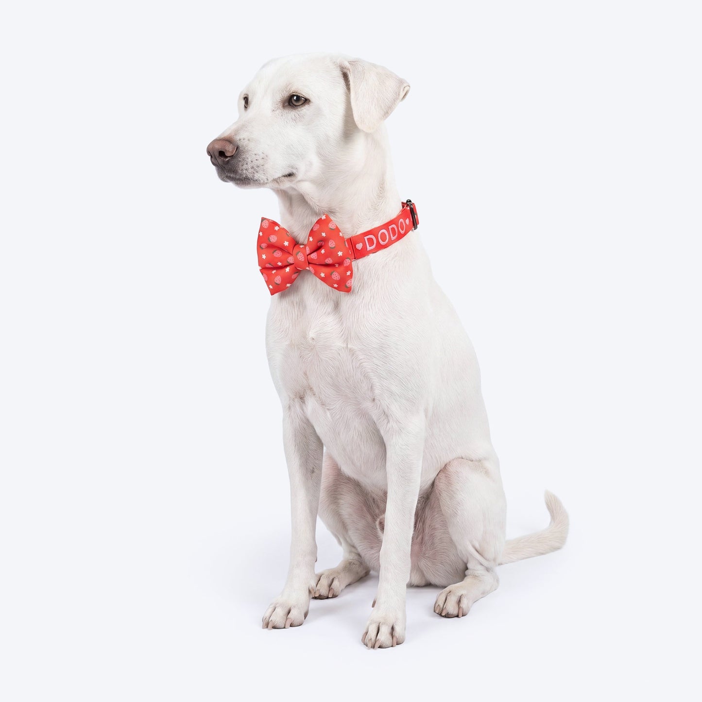 HUFT Personalised Berrylicious Collar With Bow Tie For Dog - Red & Pink - Heads Up For Tails