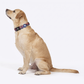 HUFT Playstripes Collar For Dog - Rust & Navy