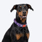 Dash Dog Padded Collar For Dog - Red & Purple