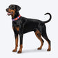 Dash Dog Padded Collar For Dog - Red & Purple