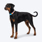 Dash Dog Padded Collar For Dog - Blue & Orange