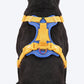 Dash Dog Walk Pro Harness For Dog - Royal Blue & Yellow