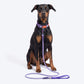 Dash Dog Zoom Easy Leash For Dog - Purple