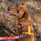 Dash Dog Radiant Blaze Dual Handle Leash For Dog - Orange - Heads Up For Tails