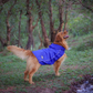 HUFT Rain Dancers Raincoats For Dog & Cat - Blue - Heads Up For Tails