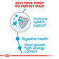 Royal Canin Medium Breed Junior Dry Puppy Food-2