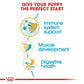 Royal Canin Boxer Junior Dry Puppy Food-3