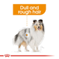 Royal Canin Coat Care Wet Dog Food (All Sizes) - 85 g - Heads Up For Tails