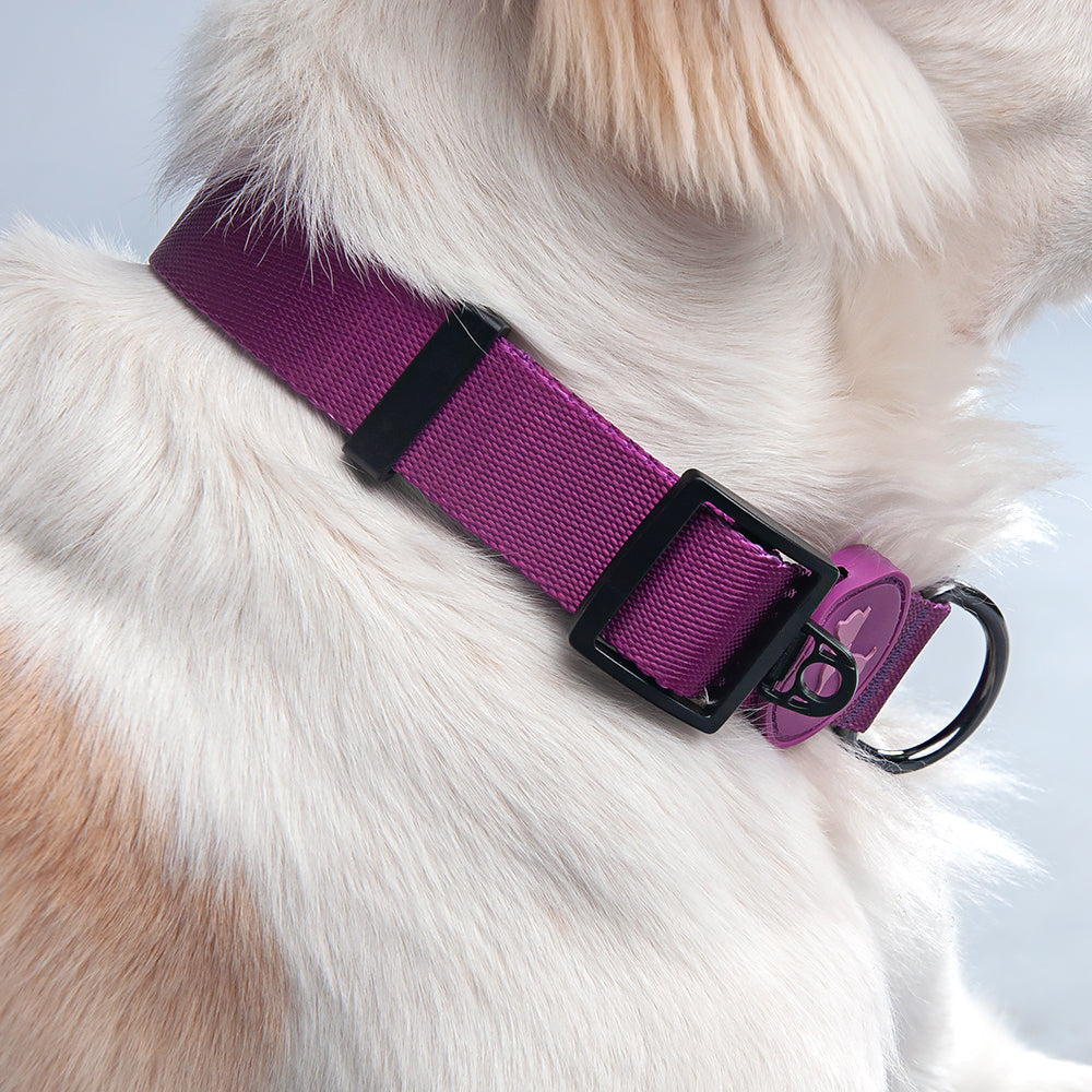HUFT Classic Nylon Dog Collar - Purple - (Can be Personalised) - Heads Up For Tails