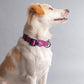 HUFT Classic Nylon Dog Collar - Purple - (Can be Personalised) - Heads Up For Tails
