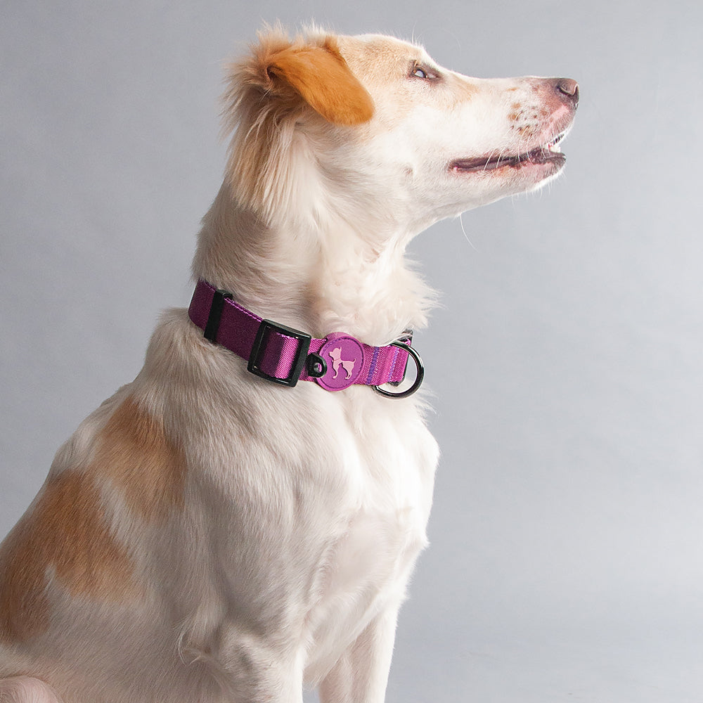 HUFT Classic Nylon Dog Collar - Purple - (Can be Personalised) - Heads Up For Tails