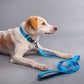 HUFT Classic Nylon Dog Leash - Blue (Can be Personalised) - 1.5 m - Heads Up For Tails
