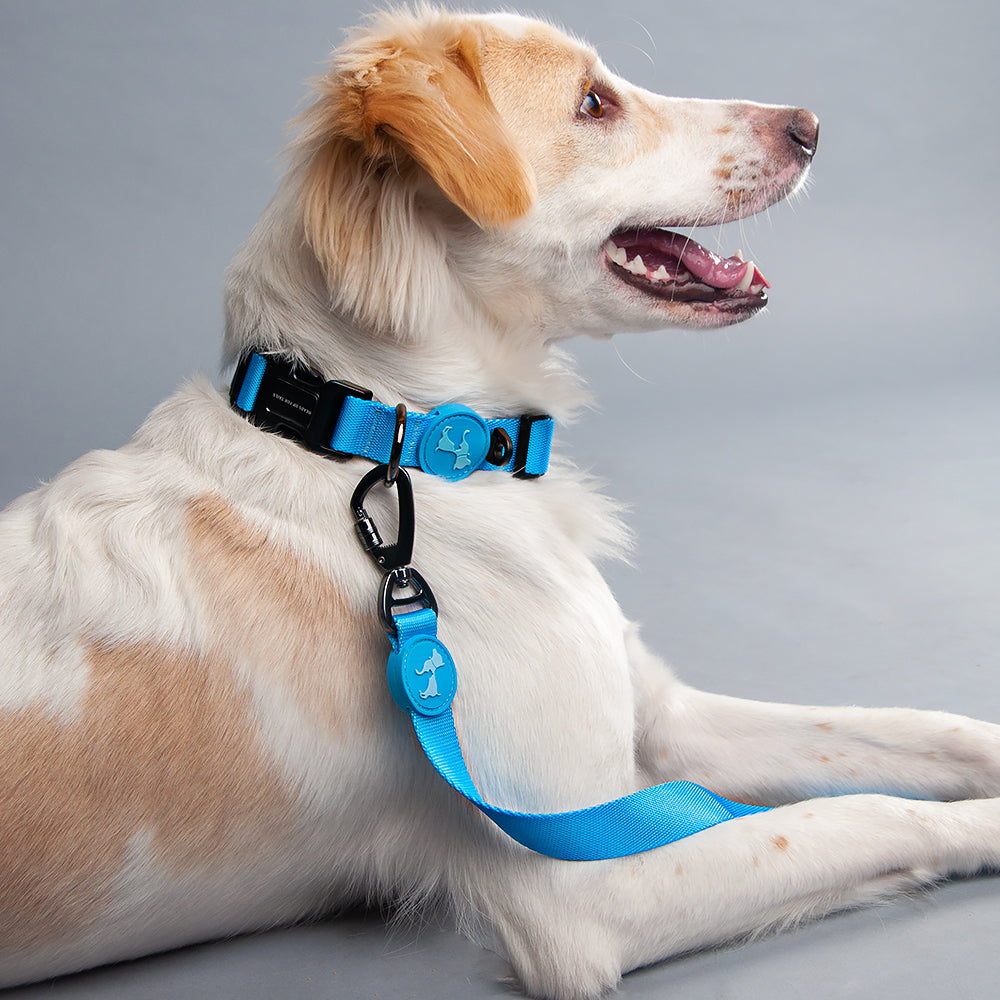 HUFT Classic Nylon Dog Collar - Blue (Can be Personalised) - Heads Up For Tails
