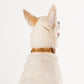 HUFT XÂ©Marvel 2.0 Black Panther Printed Dog Collar - Yellow and Black - Heads Up For Tails