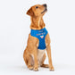 HUFT XÂ© Disney 2.0 Mickey Reversible Dog Harness - Blue - Heads Up For Tails