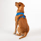 HUFT XÂ© Disney 2.0 Mickey Reversible Dog Harness - Blue - Heads Up For Tails