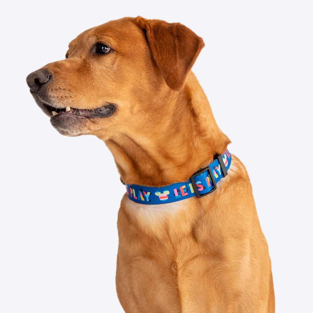 HUFT XÂ©Disney 2.0 Mickey Printed Dog Collar - Blue - Heads Up For Tails