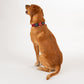 HUFT XÂ©Marvel 2.0 Avengers Printed Dog Collar - Red and Black - Heads Up For Tails