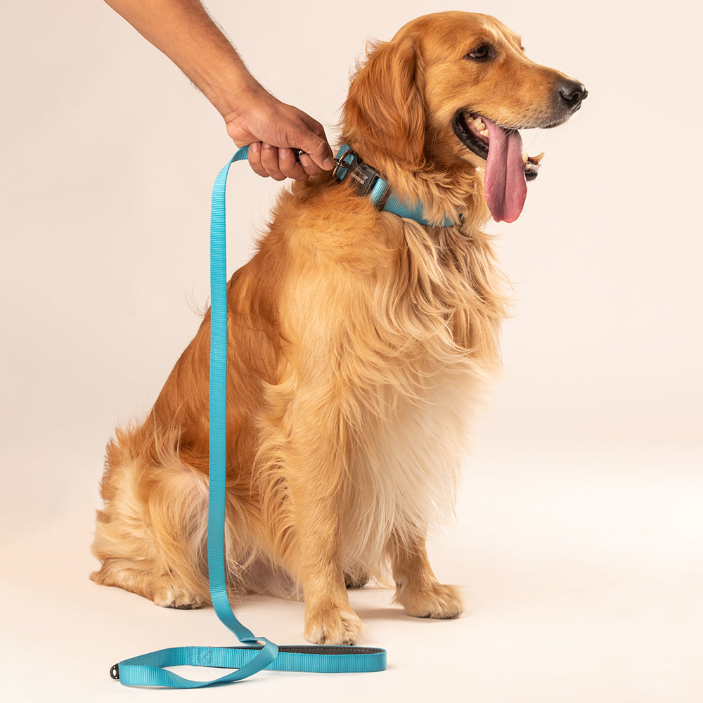 HUFT Essentials Nylon Dog Leash - Aqua Blue - Heads Up For Tails