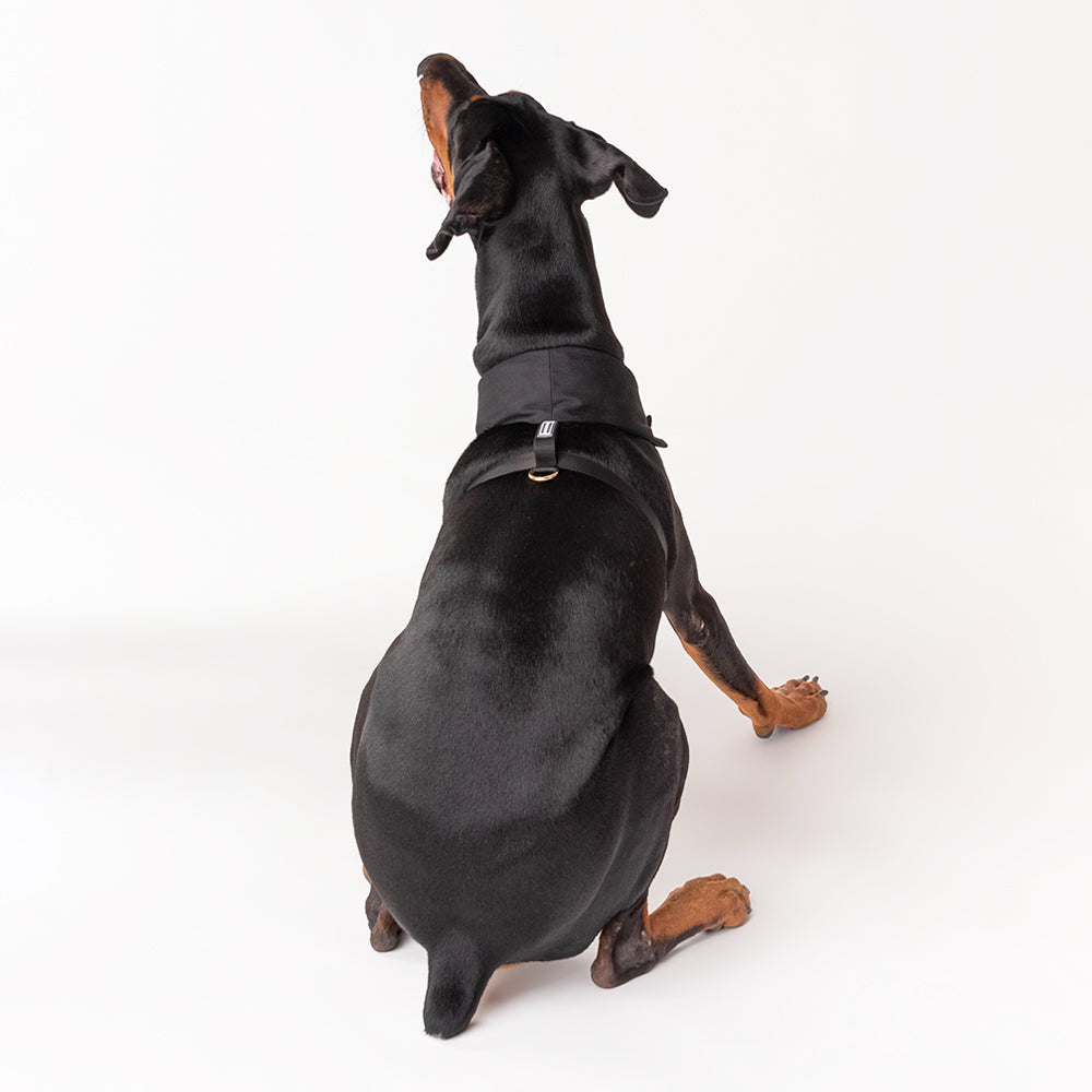 HUFT Made To Order Black Tuxedo Harness - Heads Up For Tails