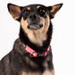 HUFT Essentials Nylon Dog Collar - Dark Pink - Heads Up For Tails
