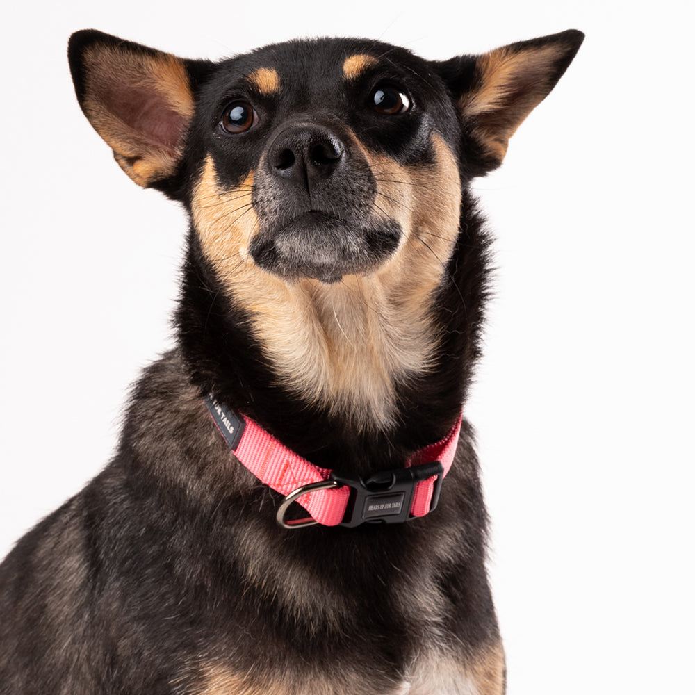 HUFT Essentials Nylon Dog Collar - Dark Pink - Heads Up For Tails