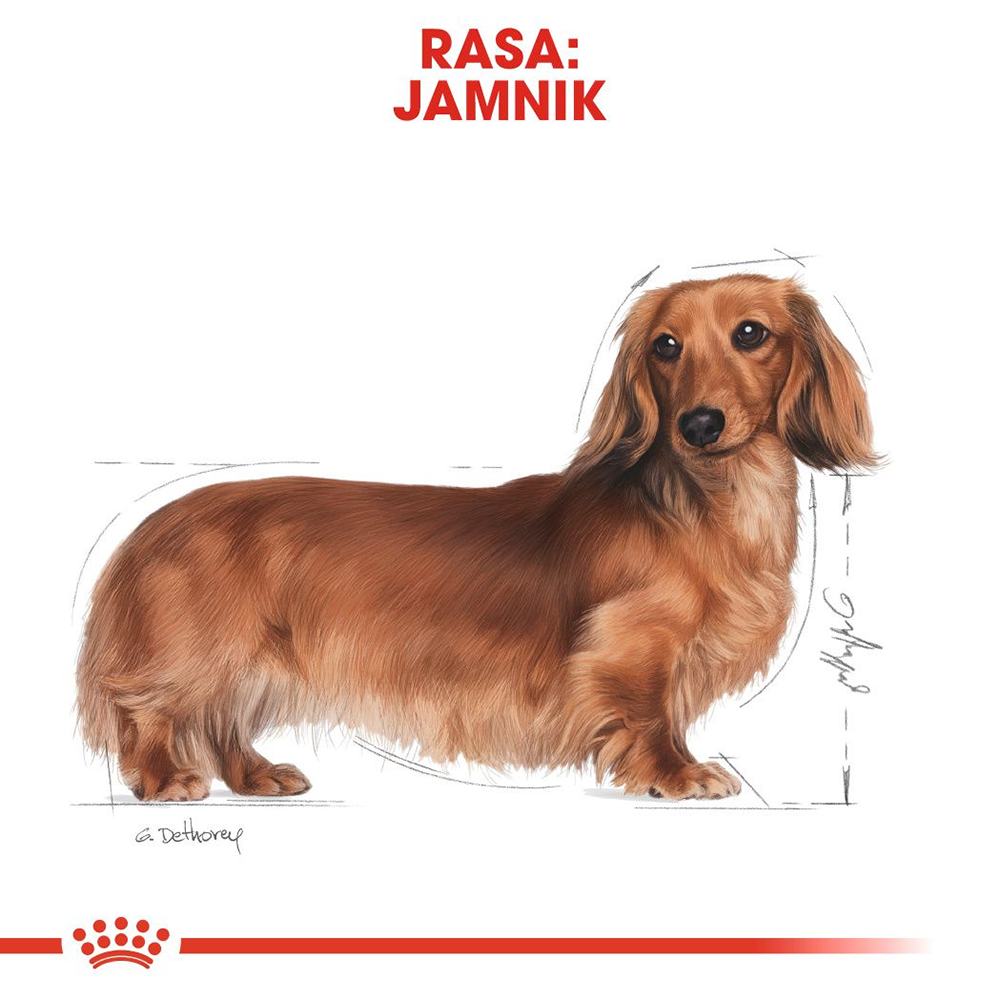 Royal Canin Dachshund Adult Dog Food - Heads Up For Tails