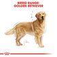 Royal Canin Golden Retriever Adult Dry Dog Food - Heads Up For Tails