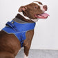 HUFT Easy On Dog Harness - Blue - Heads Up For Tails