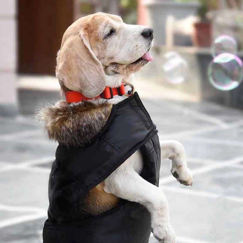 HUFT Mayfair Dog Jacket - Black - Heads Up For Tails