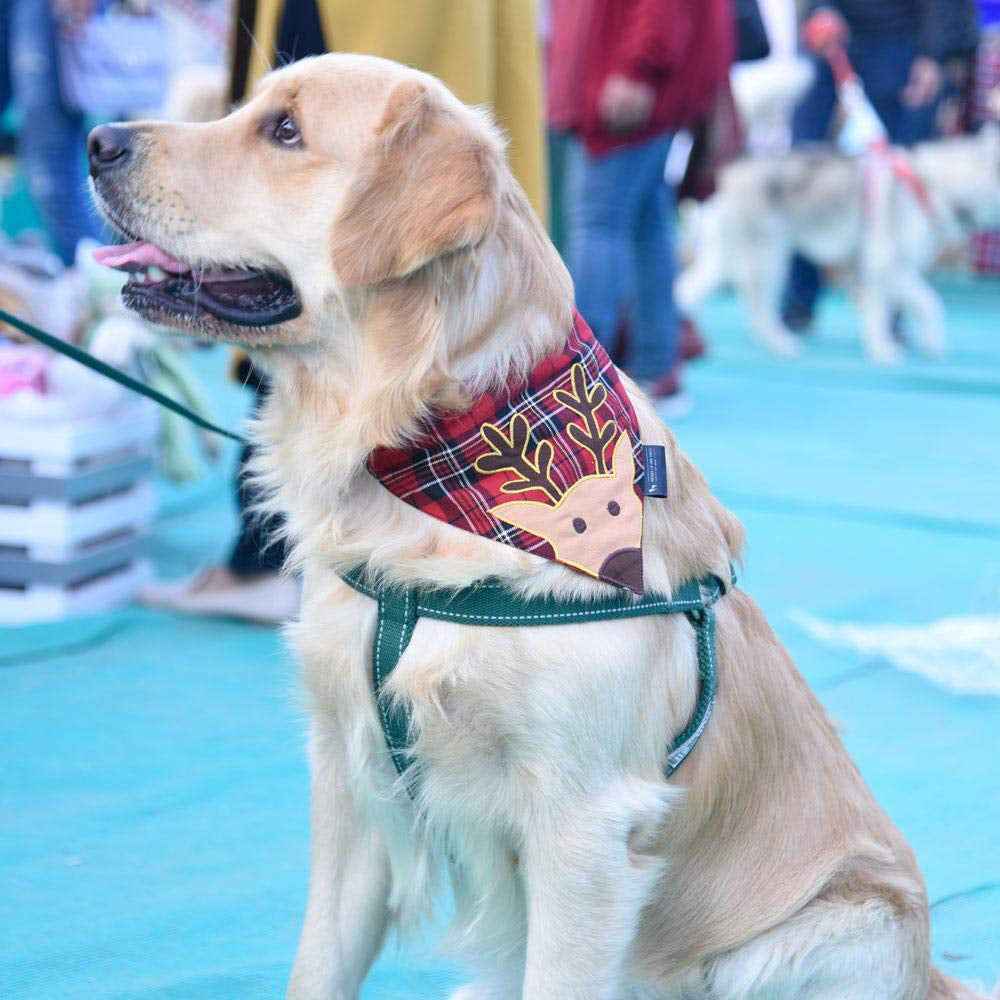 HUFT Reindeer Dog Bandana - Heads Up For Tails