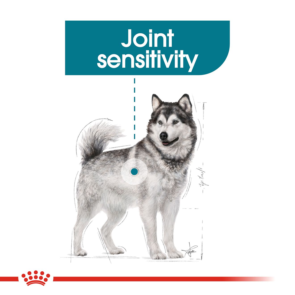 Royal Canin Joint Care Maxi Breed (26-44 kg) Dry Dog Food - 3 kg - Heads Up For Tails