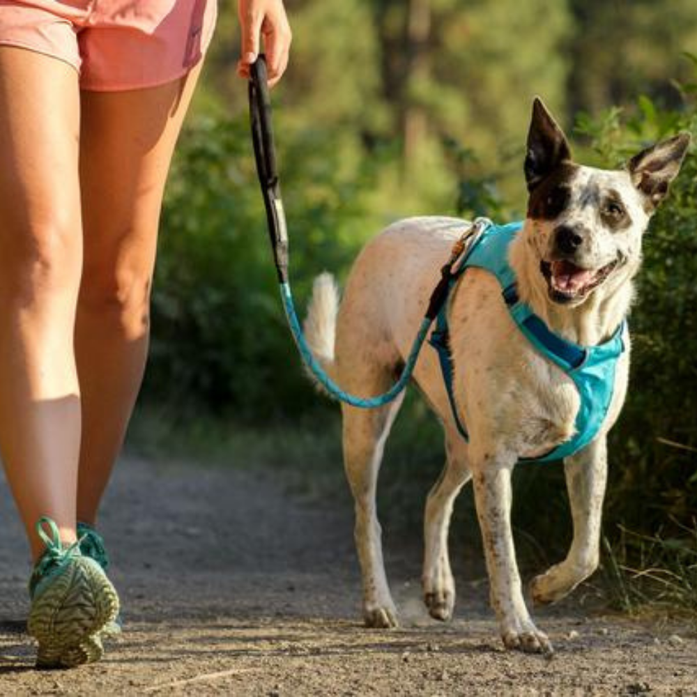 Ruffwear Hi & Light Dog Harness - Heads Up For Tails