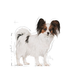 Royal Canin X- Small Breed Adult Dry Dog Food - 1.5 Kg - Heads Up For Tails