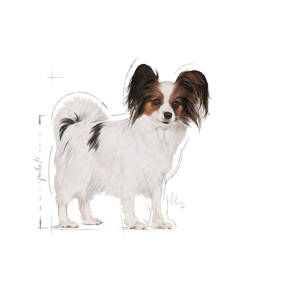 Royal Canin X- Small Breed Adult Dry Dog Food - 1.5 Kg - Heads Up For Tails