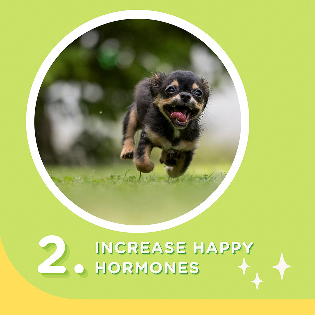 Happi Doggy Singles Dental Chew Dog Treat - Pack of 4-9
