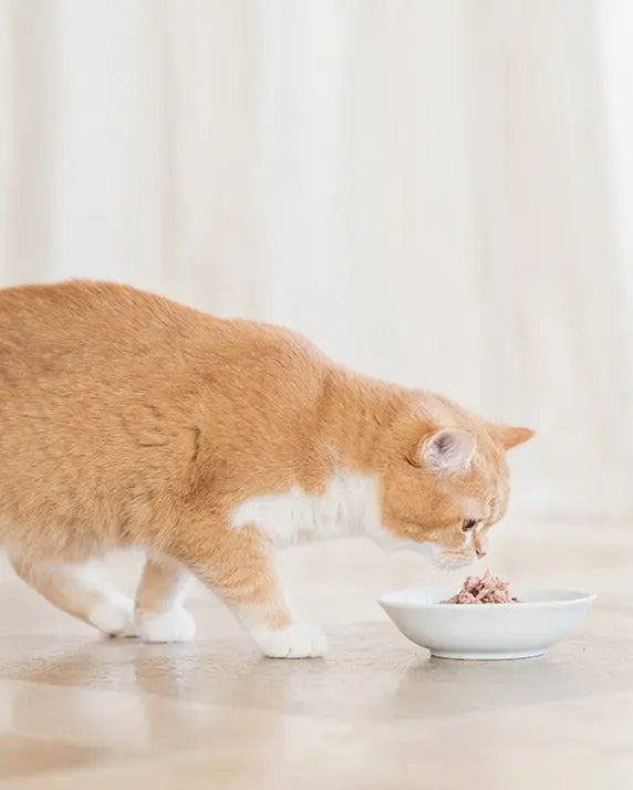 Schesir Tuna With Pineapple Wet Cat Food Can - 75 g - Heads Up For Tails